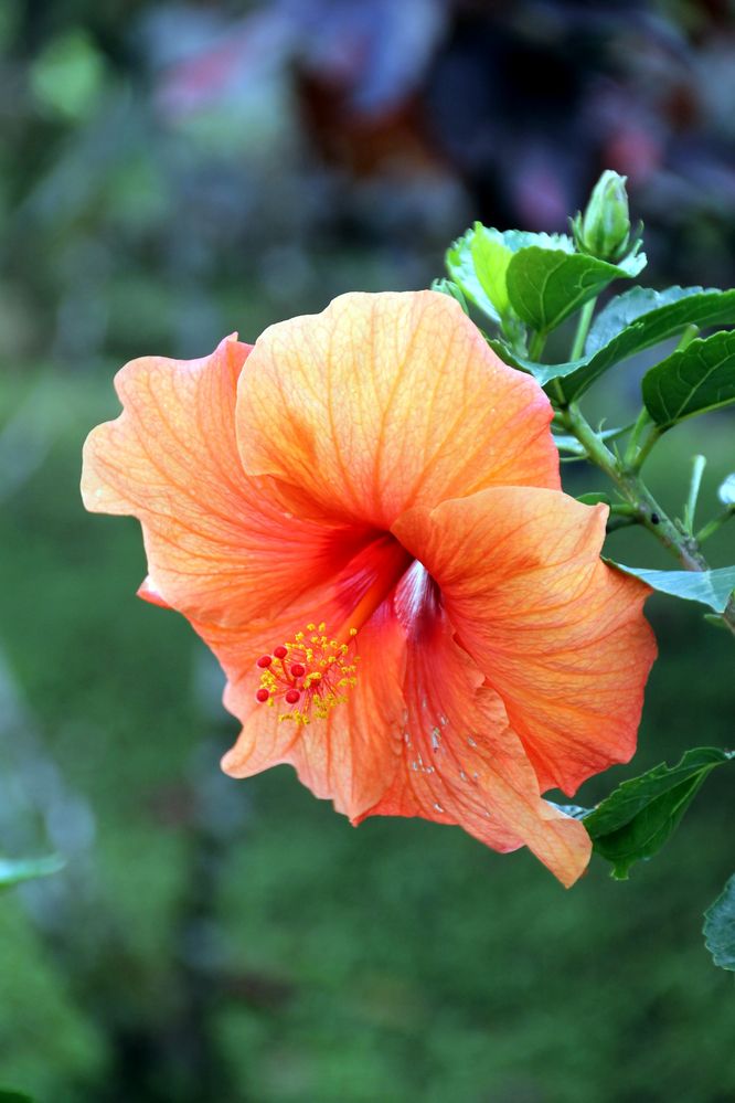 hibiscus