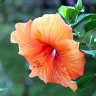 hibiscus