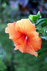 hibiscus