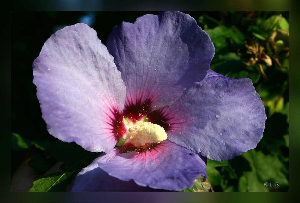 Hibiscus