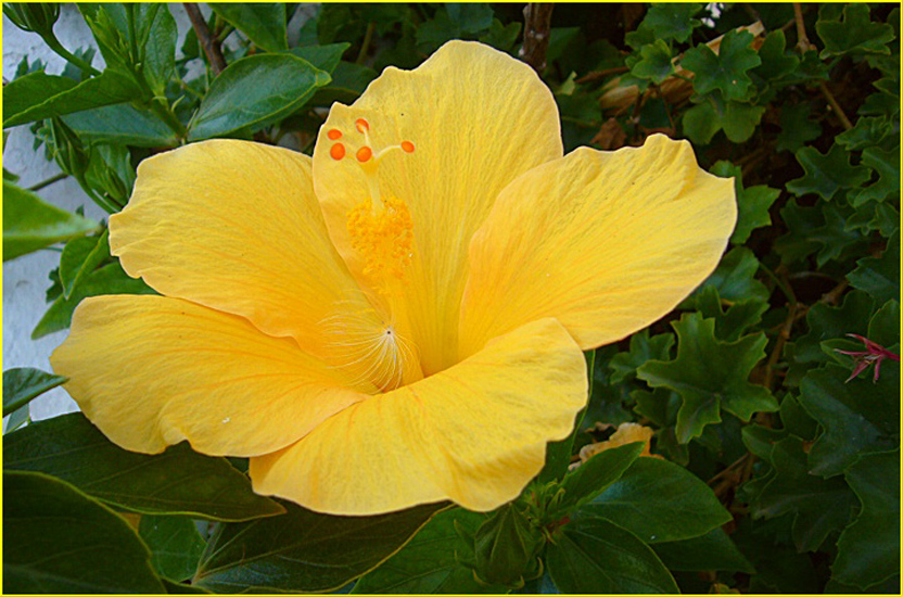 Hibiscus