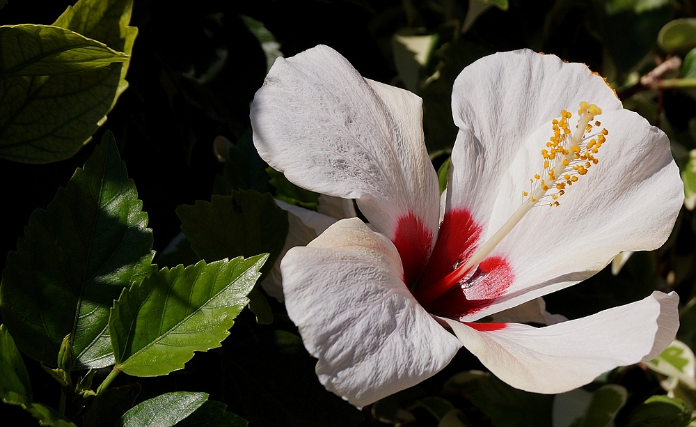 Hibiscus