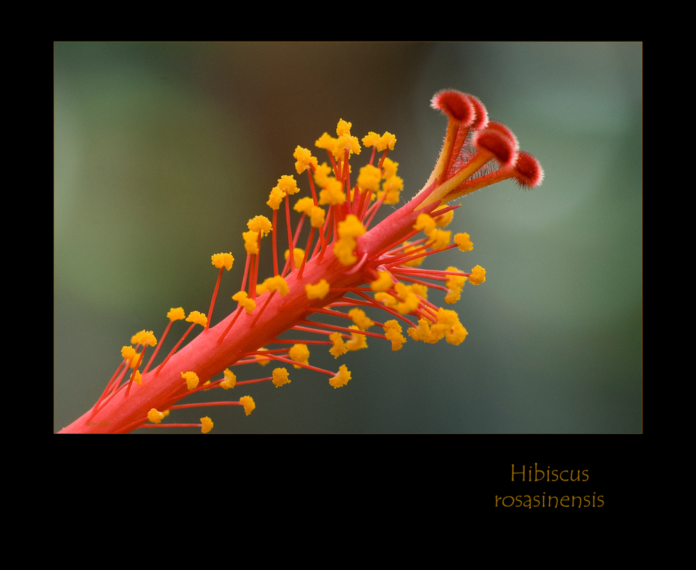 Hibiscus