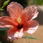 Hibiscus