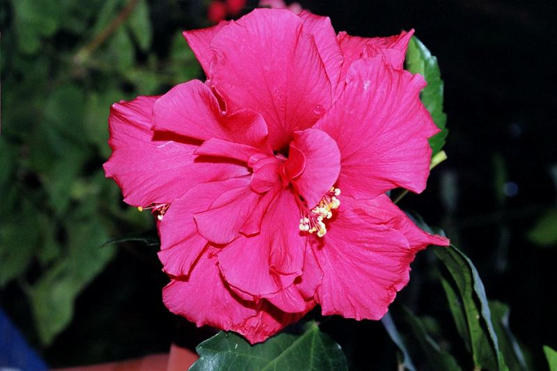 Hibiscus