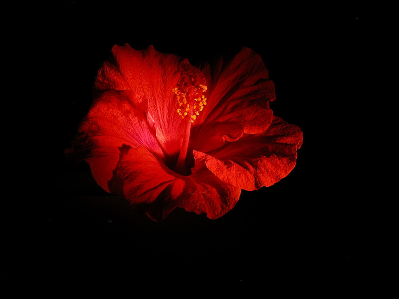 Hibiscus