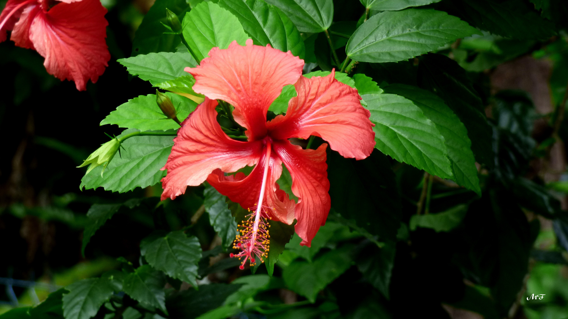 Hibiscus