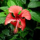 Hibiscus