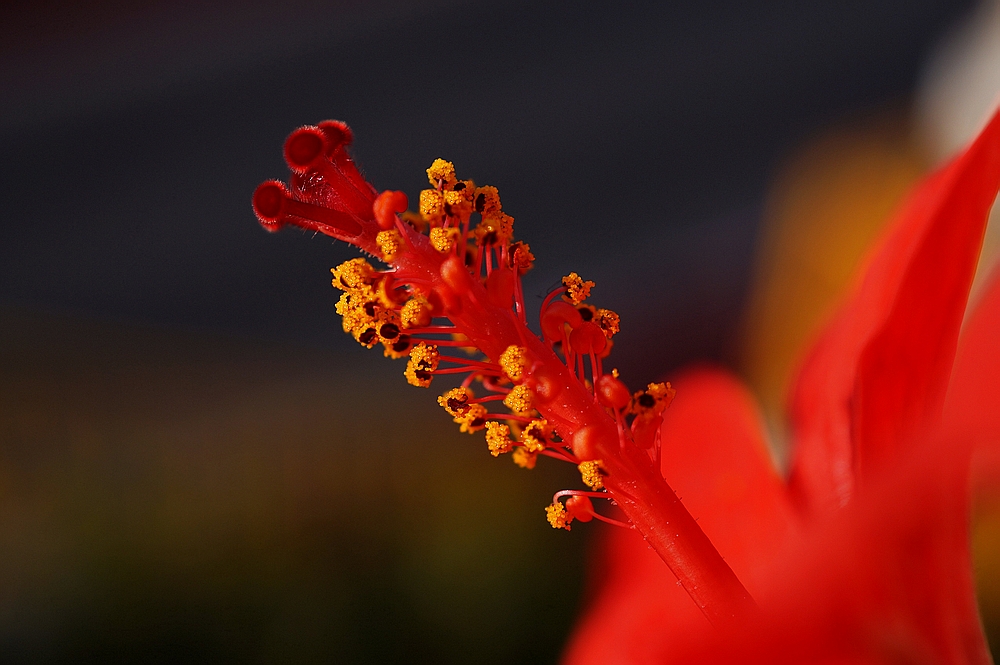 Hibiscus