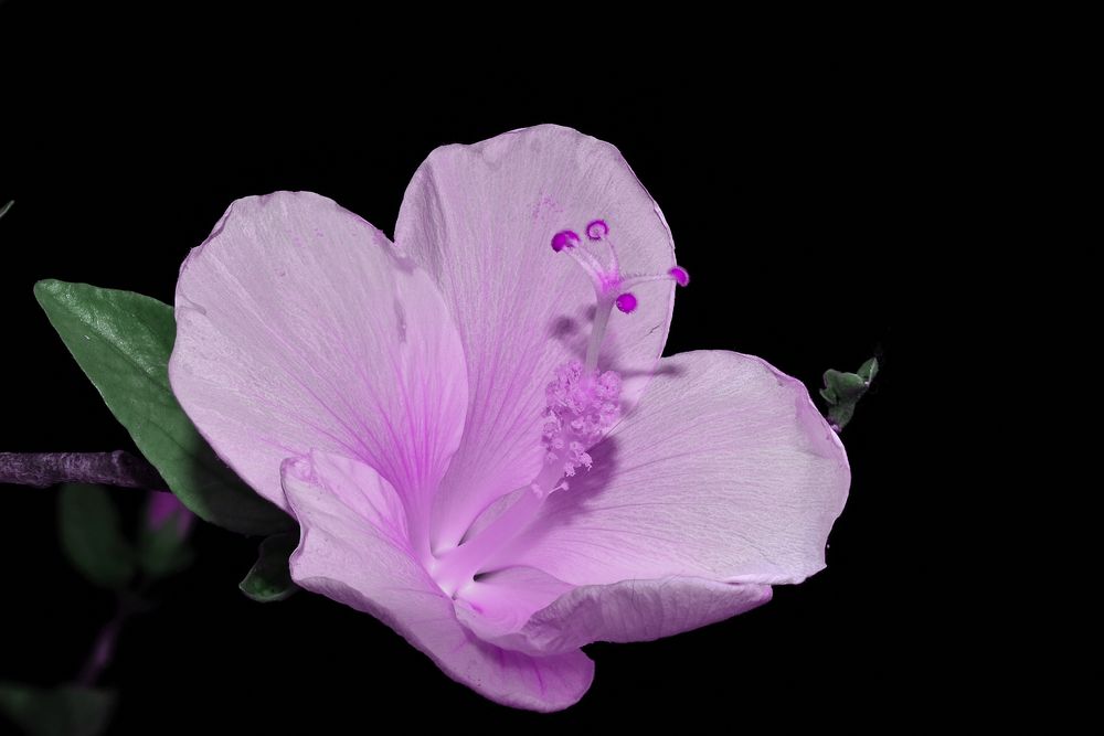 hibiscus