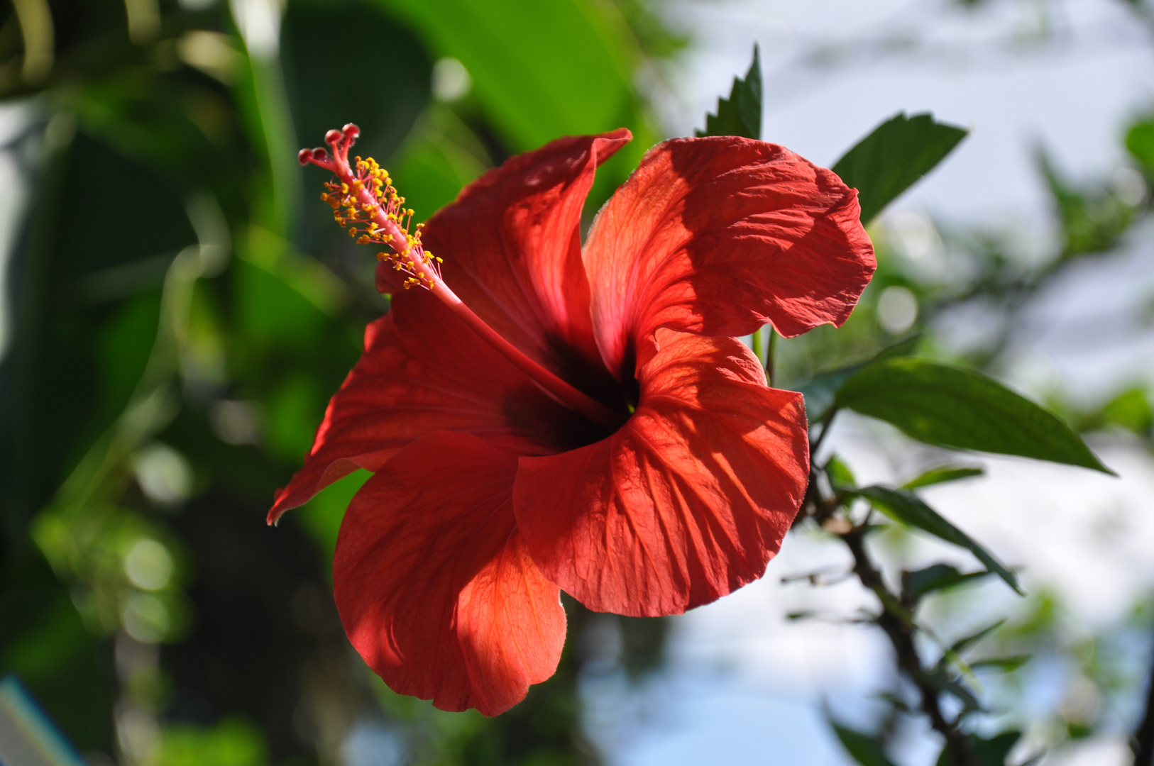 Hibiscus a Buenos Aires
