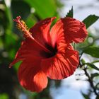 Hibiscus a Buenos Aires