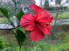 Hibiscus