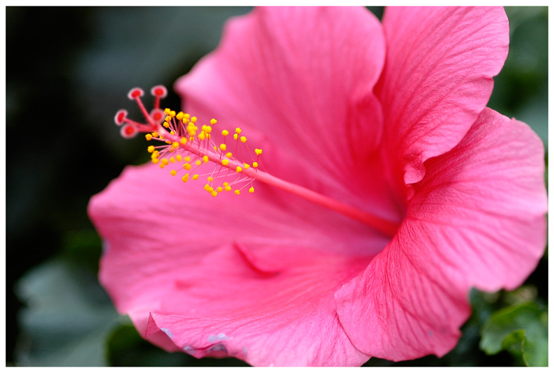 Hibiscus