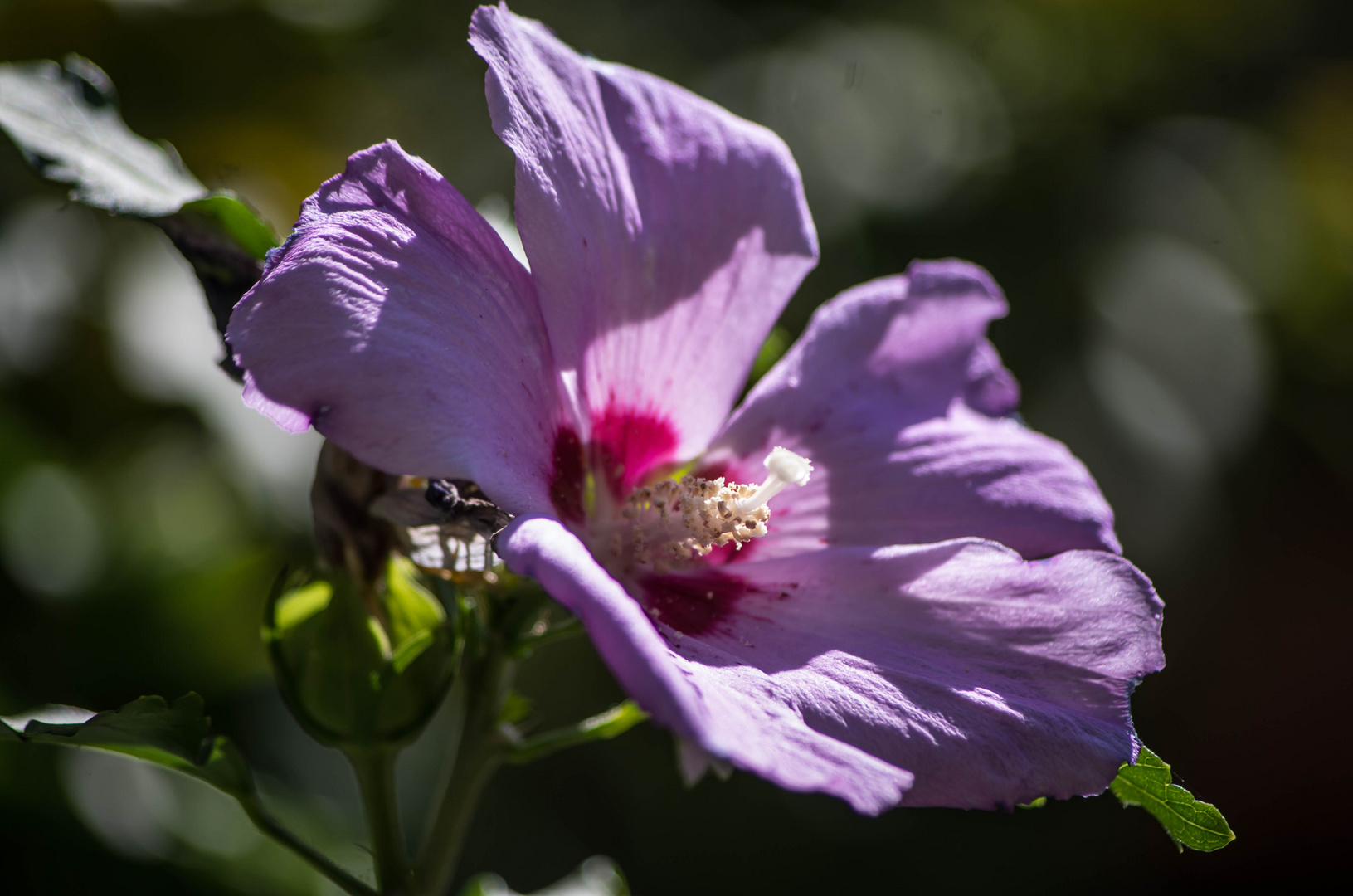 hibiscus