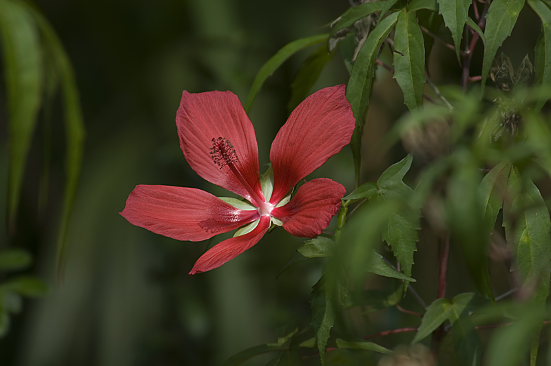 Hibiscus