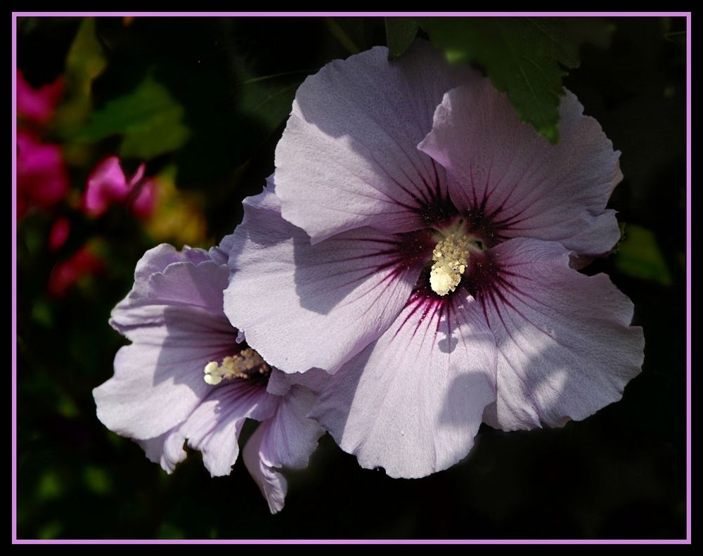 Hibiscus