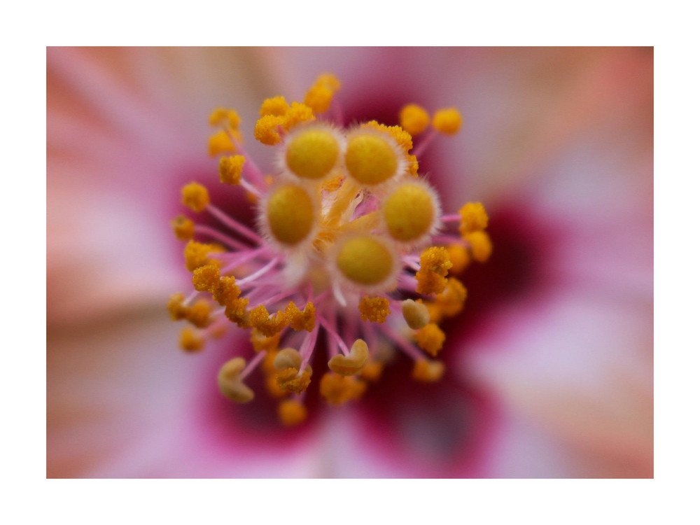 hibiscus von Eva Nehring