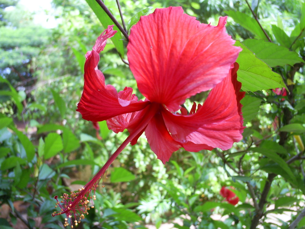 hibiscus