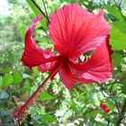 hibiscus