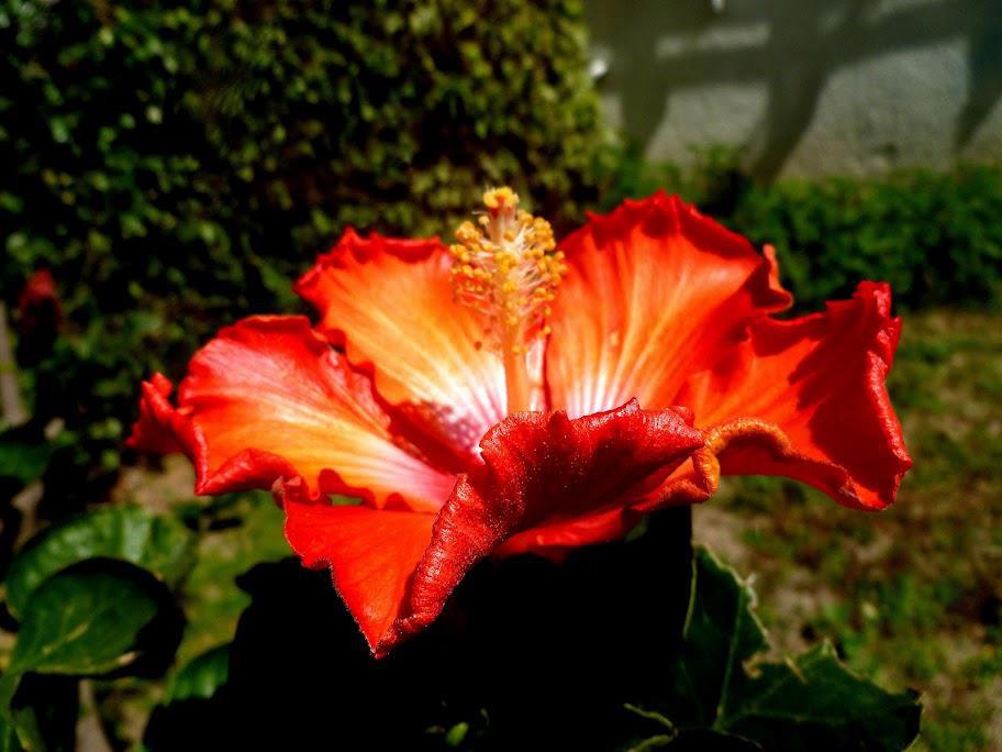 HIBISCUS