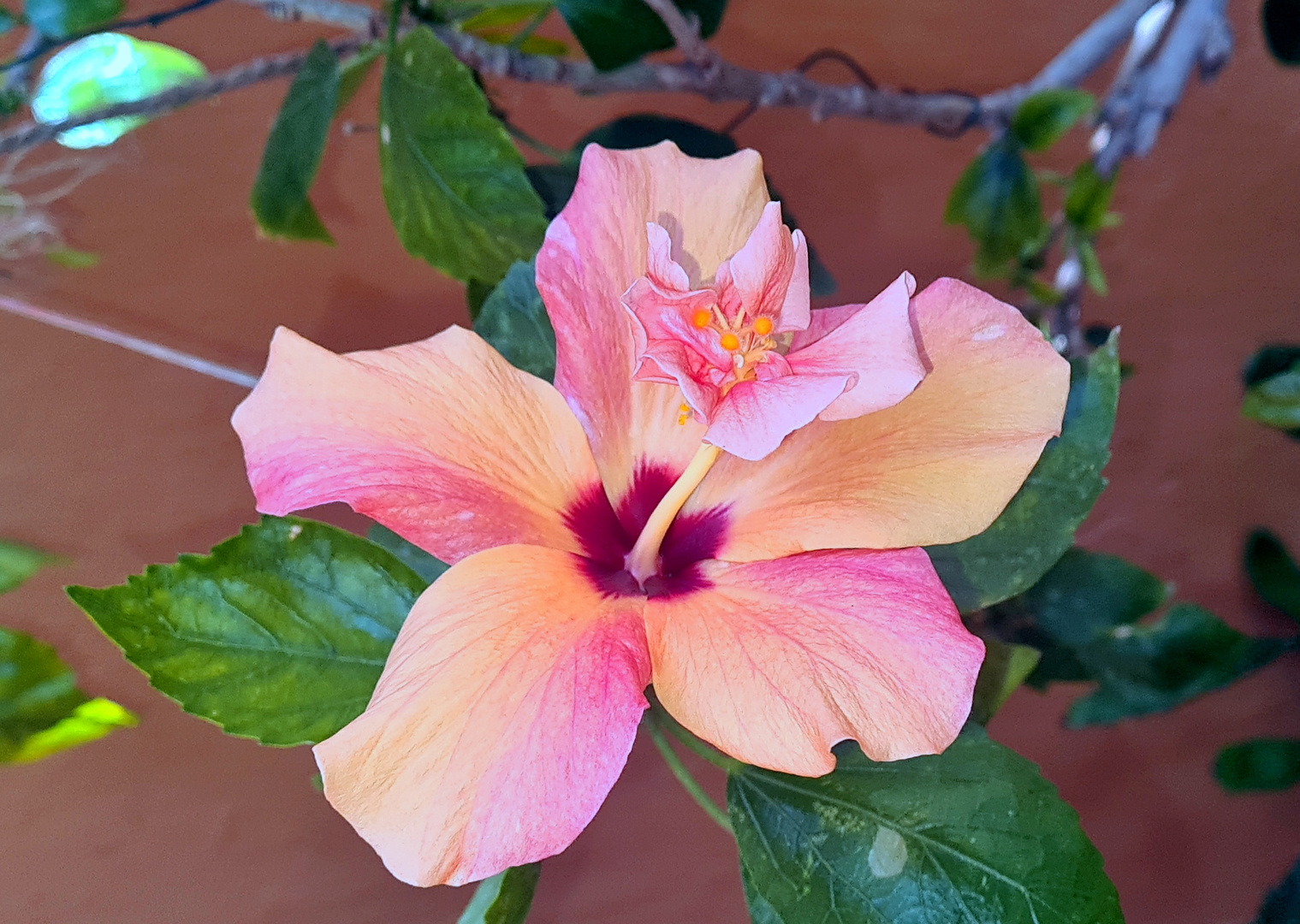 Hibiscus