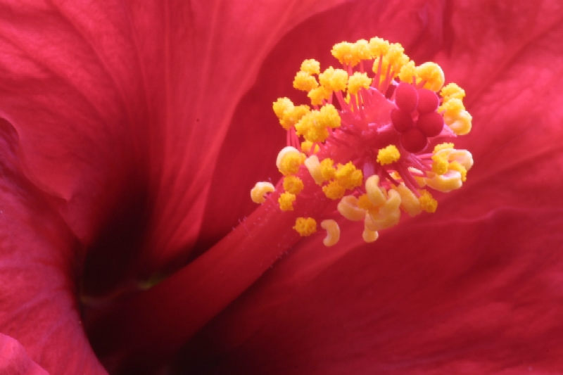 Hibiscus Alicante