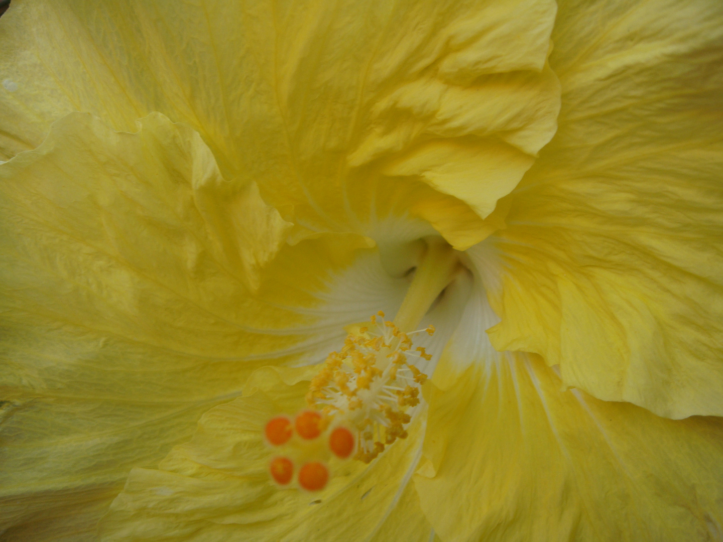 Hibiscus Amarillo