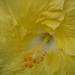 Hibiscus Amarillo