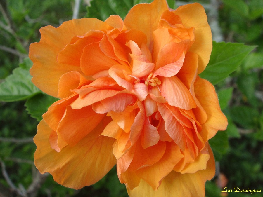 Hibiscus Anaranjada Doble