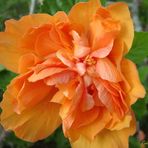 Hibiscus Anaranjada Doble