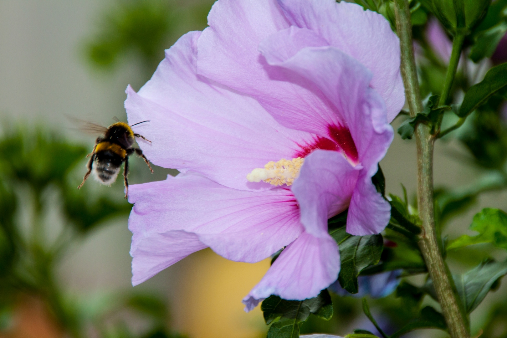 Hibiscus-Anflug