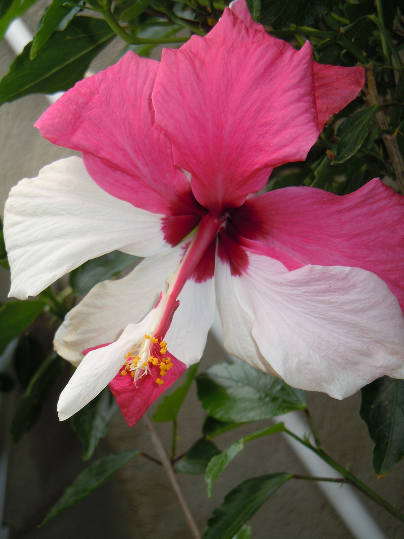 Hibiscus "anticonformista"