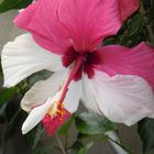 Hibiscus "anticonformista"