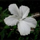 ...Hibiscus arnottianus... var. immaculatus...