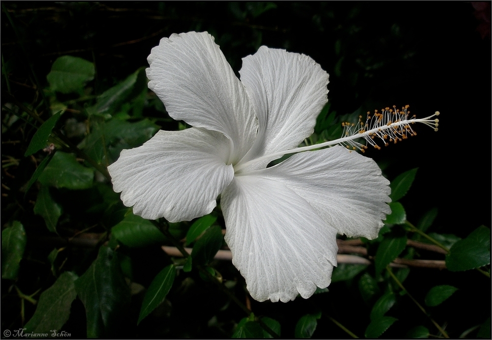 ...Hibiscus arnottianus... var. immaculatus...