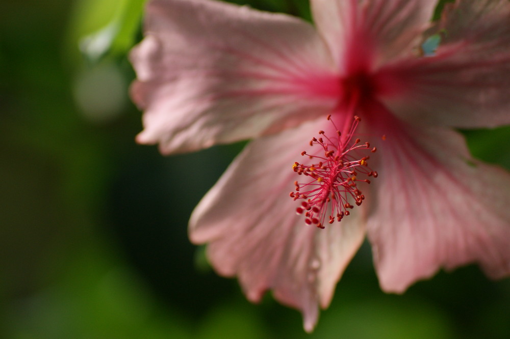 hibiscus-art