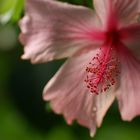 hibiscus-art