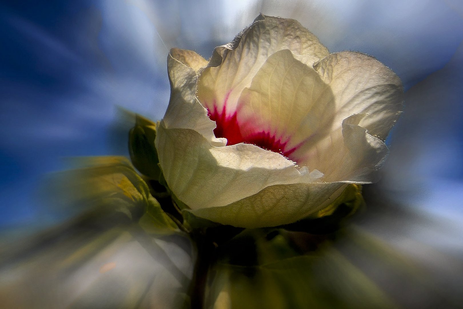 Hibiscus au  grand angle