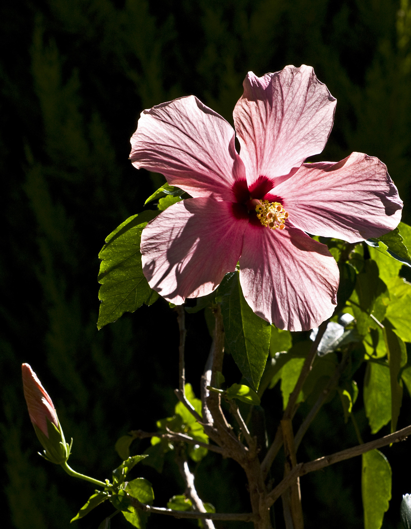  Hibiscus au soleil  --  Hibiskus in der Sonne