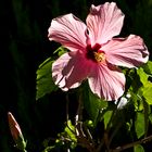  Hibiscus au soleil  --  Hibiskus in der Sonne