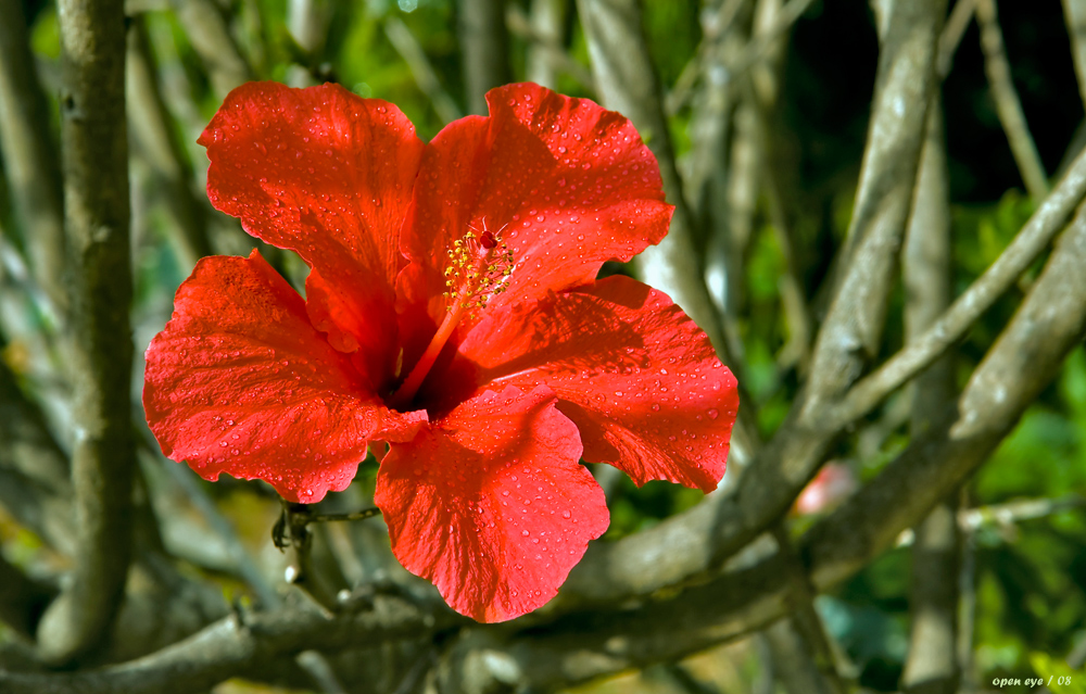 Hibiscus auf der Insel Madeira