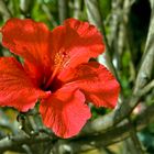 Hibiscus auf der Insel Madeira