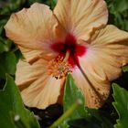 Hibiscus auf Gran Canaria