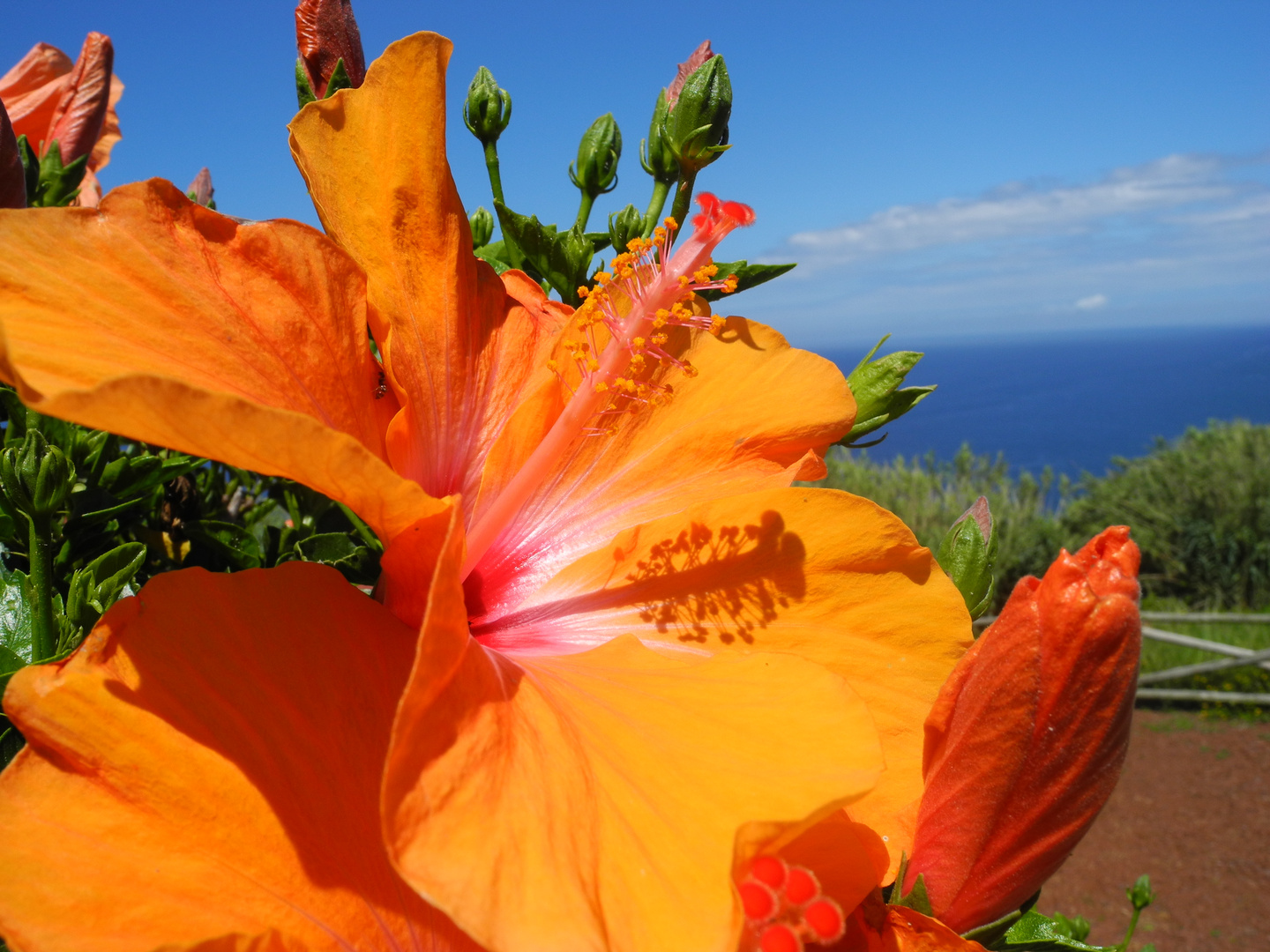 Hibiscus Azoren