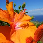 Hibiscus Azoren