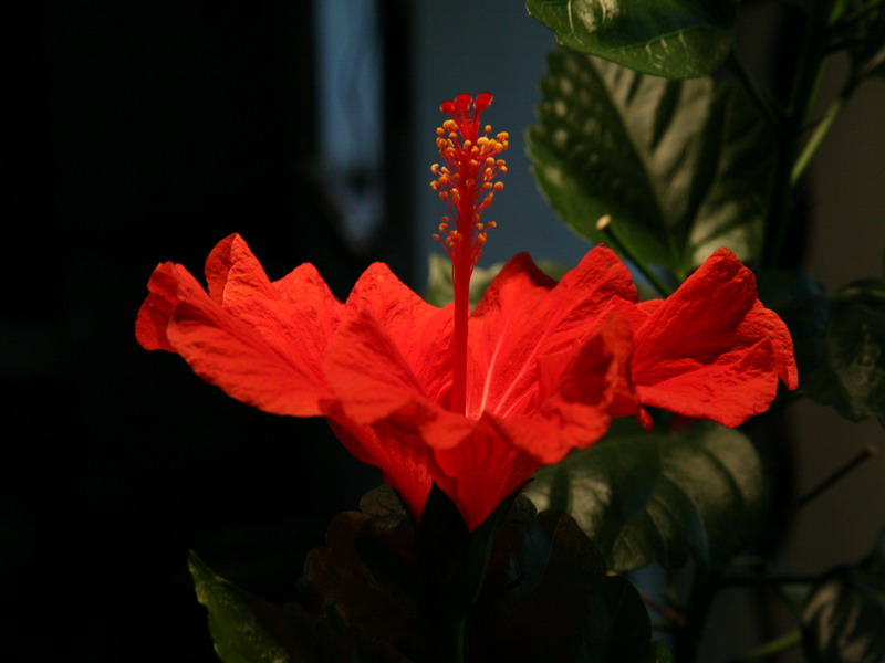 hibiscus