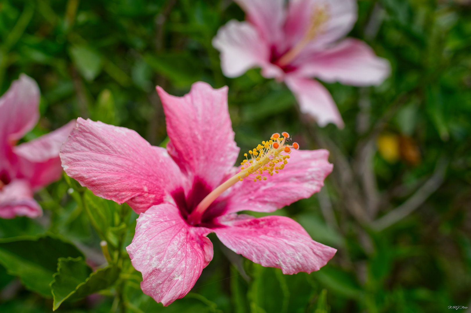 Hibiscus