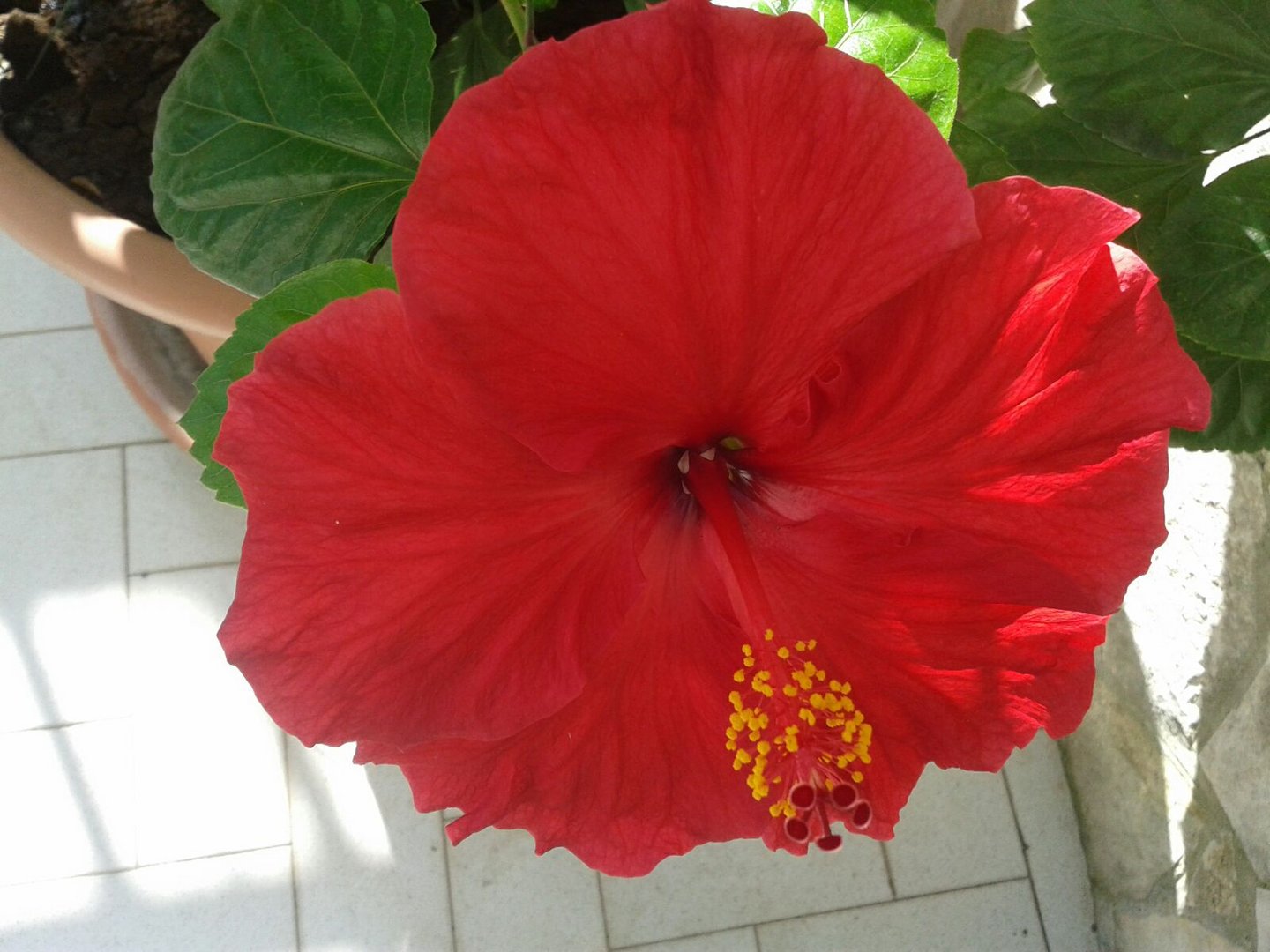 Hibiscus