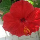 Hibiscus